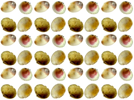 Seashell pattern on a white background photo