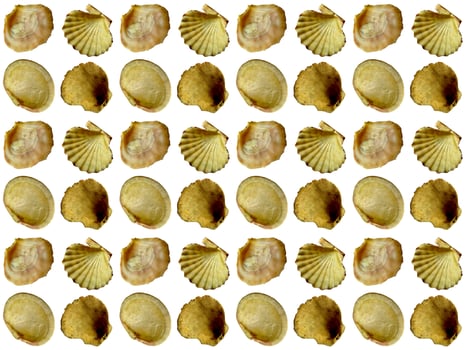 Seashell pattern on a white background photo