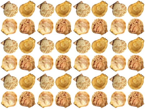 Seashell pattern on a white background photo
