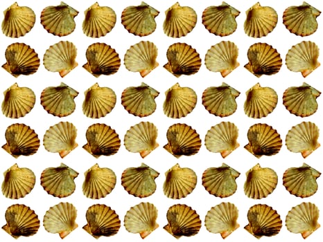 Seashell pattern on a white background photo