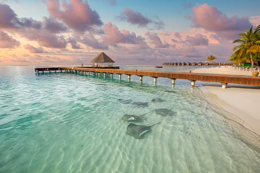 Fantastic sunset beach shore, shallows with sting rays and sharks in Maldives islands. Luxury resort hotel, wooden jetty, over water villa, bungalow. Amazing traveling, vacation landscape wildlife photo