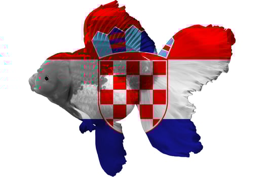 Flag of Croatia on goldfish photo
