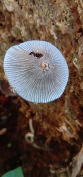 Mushrooms are brownish white photo
