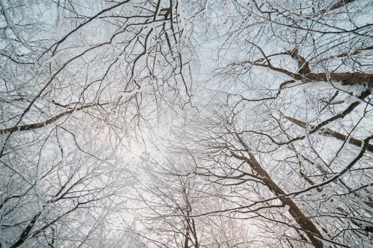 Trees with snow on branches photo