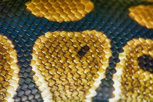 Green burmese python fur texture photo