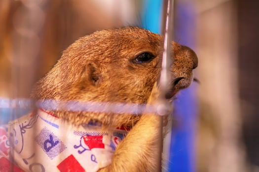 Prairie dog in a cage photo