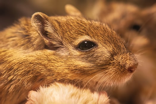 Gerbil or called desert rats photo
