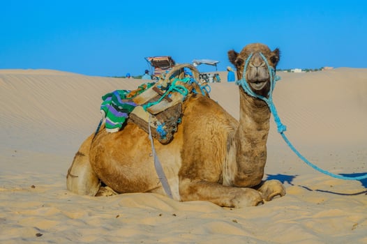 Dromedary Camel in sahara desert, Tunisia, Africa photo