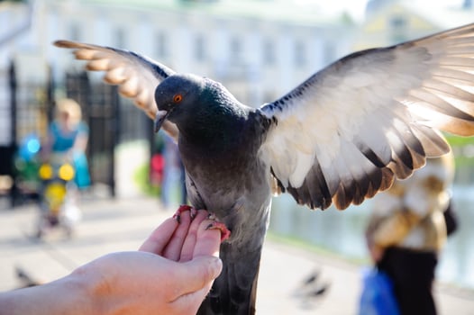 Pigeon sitting on the hand with stretched wings close-up, Sergiev Posad, Moscow region, Russia photo