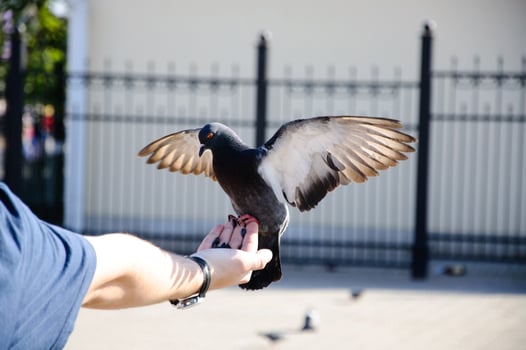 Pigeon sitting on the hand with stretched wings close-up, Sergiev Posad, Moscow region, Russia photo