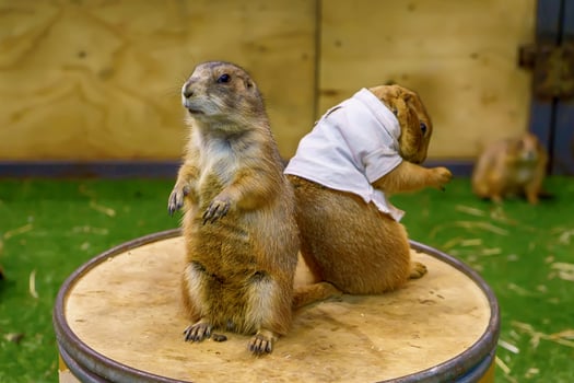 Prairie dog are poses photography photo