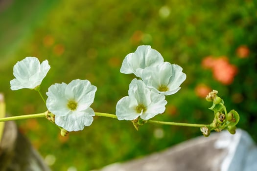 Sagittaria lancifolia a timber of water. Water plants that need sun all day. photo