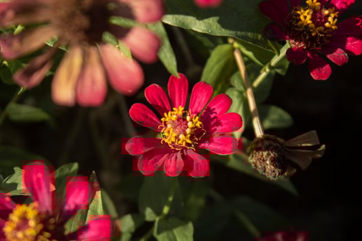 background aesthetic flower photo
