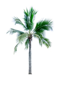 Coconut tree isolated on white background used for advertising decorative architecture. Summer and paradise beach concept. Tropical coconut tree isolated. Palm tree with green leaves in summer. photo