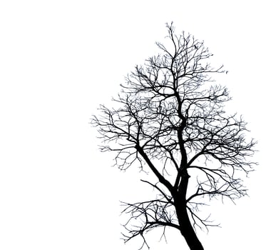 Leafless tree isolated on white background. Silhouette bare tree isolated on white background. photo