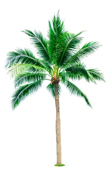Coconut tree isolated on white background with copy space. Used for advertising decorative architecture. Summer and beach concept. Tropical palm tree. photo