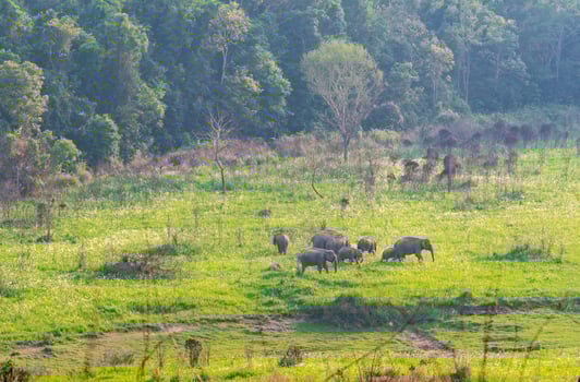 A herd of wild elephants family walking and eating grass in the evening at green grass field near the forest at Khao Yai National Park in Thailand. photo