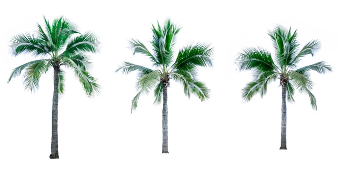 Set of coconut tree isolated on white background. Palm tree. Tropical palm tree. photo