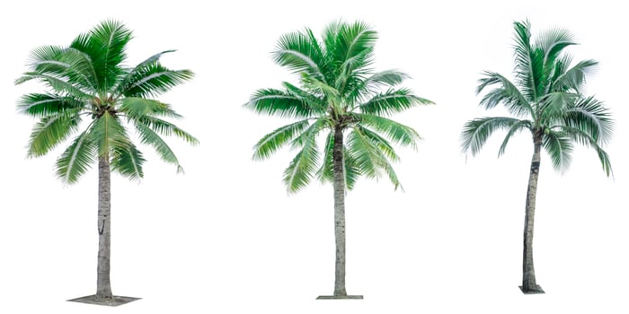 Set of coconut tree isolated on white background. Palm tree. Tropical palm tree. photo