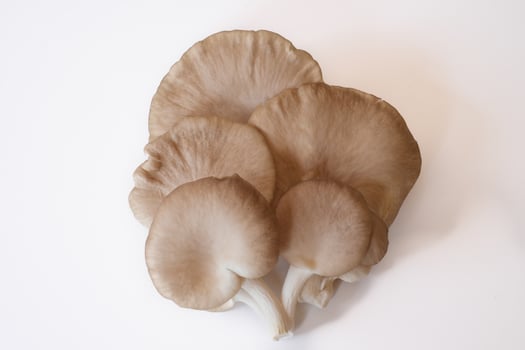 The group of grey oyster mushroom isolated on white background. Delicious and nutritious ingredient for vegetarian and healthy lifestyle people. photo