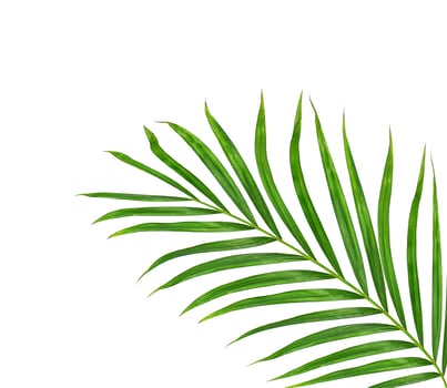 Green leaves of palm tree isolated on white background photo