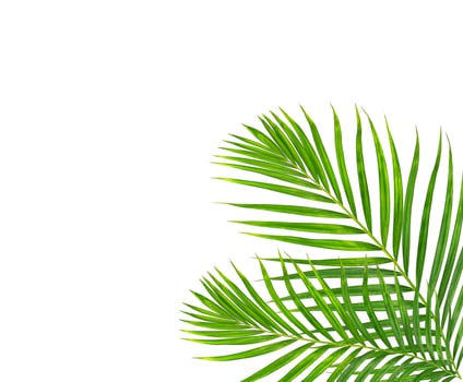 Green leaf of palm tree on white background photo
