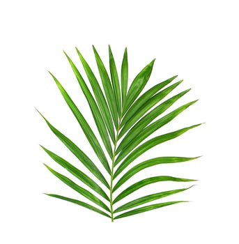 Green leaf of palm tree on white background photo