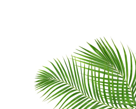 green palm leaf on white background photo