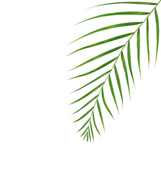 Green leaves of palm tree isolated on white background photo