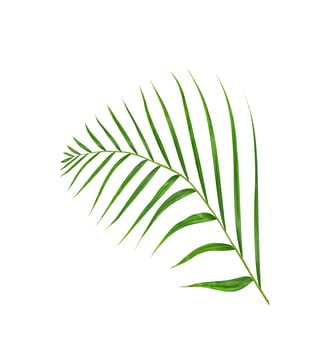 Green leaves of palm tree isolated on white background photo