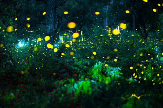 Firefly flying in the forest. Fireflies in the bush at night at Prachinburi, Thailand. Bokeh light of firefly flying in forest night time. Long exposure photos at night have noise, selective focus.