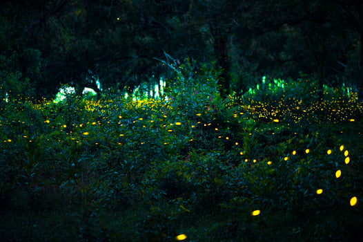 Firefly flying in the forest. Fireflies in the bush at night at Prachinburi, Thailand. Bokeh light of firefly flying in forest night time. Long exposure photos at night have noise, selective focus.
