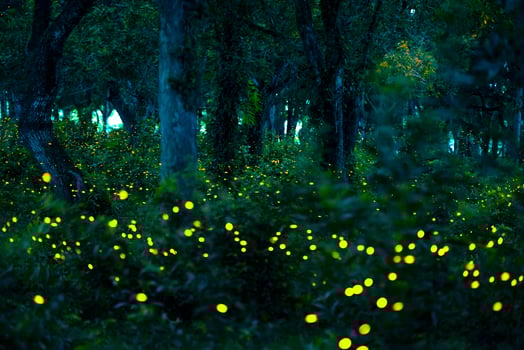 Firefly flying in the forest. Fireflies in the bush at night at Prachinburi, Thailand. Bokeh light of firefly flying in forest night time. Long exposure photos at night have noise, selective focus.