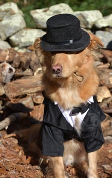Preacher Dog in a Costume in Autumn photo