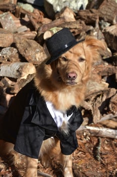 Halloween Dog With a Top Hat and Suit photo