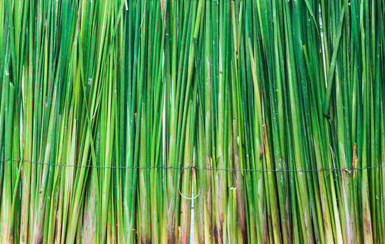 The fresh papyrus photo