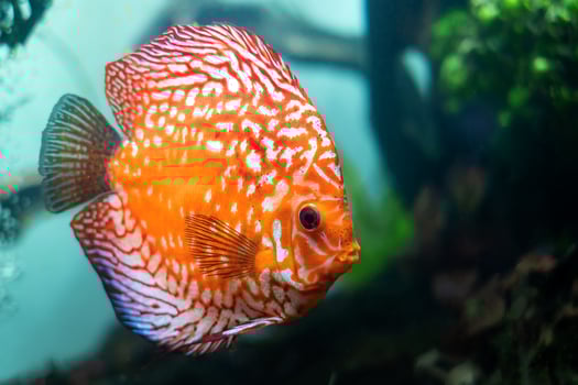 colorful discus ,pompadour fish are swimming in fish tank. Symphysodon aequifasciatus is American cichlids native to the Amazon river, South America,popular as freshwater aquarium fish. photo