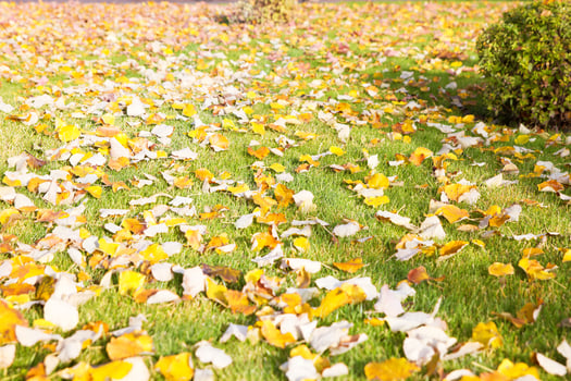 texture of yellow leaves autumn leaf background photo