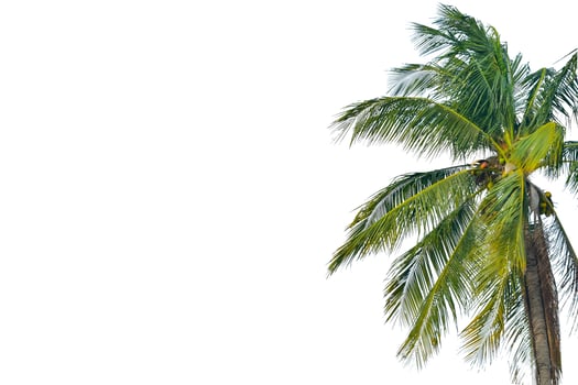 Coconut tree isolated on a white background photo