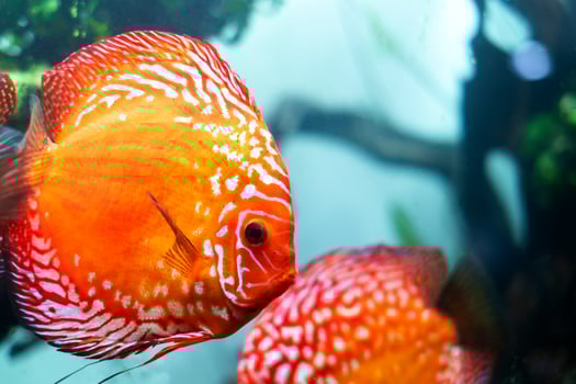 colorful discus ,pompadour fish are swimming in fish tank. Symphysodon aequifasciatus is American cichlids native to the Amazon river, South America,popular as freshwater aquarium fish. photo