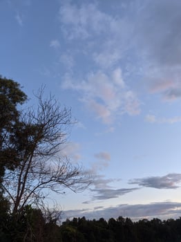 in the silhouette of the trees and the sunset sky photo