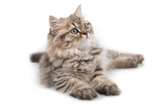 Cute tabby kitten on white background photo