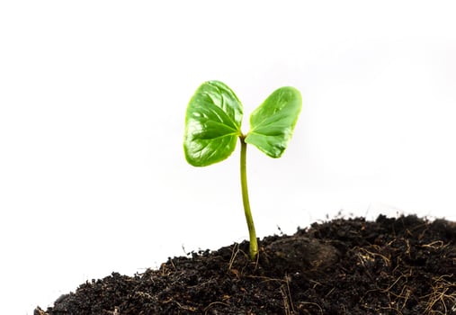 Green sprout growing from seed photo