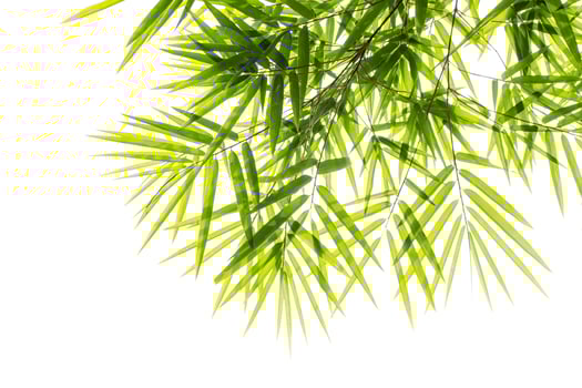 bamboo leaves High resolution photo
