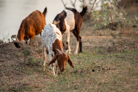 Flock of Goat with horns grazing grass on pasture in countryside photo