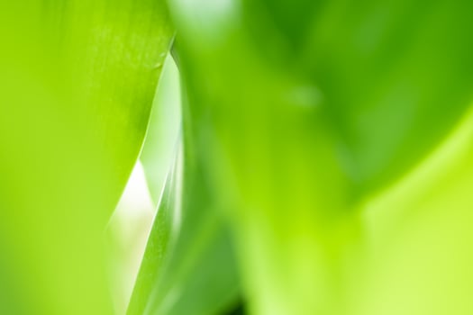 Nature view of green leaf on blurred greenery background in garden with copy space using as background natural green plants landscape, ecology, fresh wallpaper photo