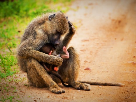 Baboon monkeys in African bush. Tsavo West, Kenya photo