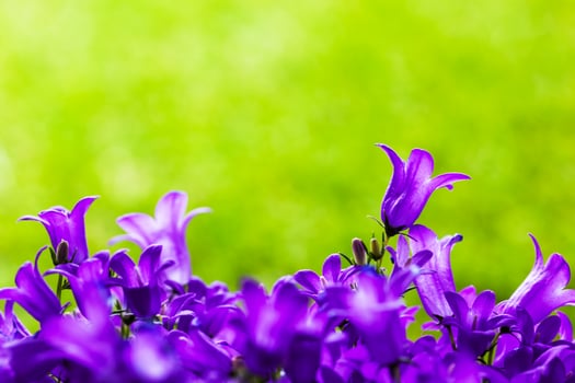 Fresh flowers close-up on grass natural background. photo