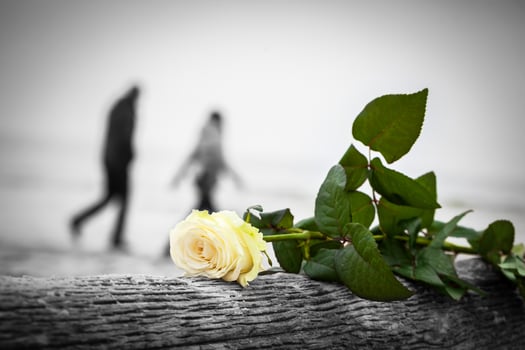 Rose lying on broken tree on the beach. A couple walking in the background. Love photo