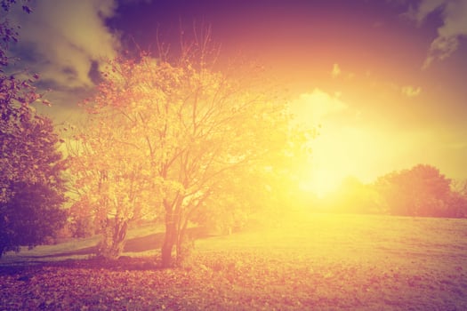Autumn, fall landscape. Tree with colorful leaves photo